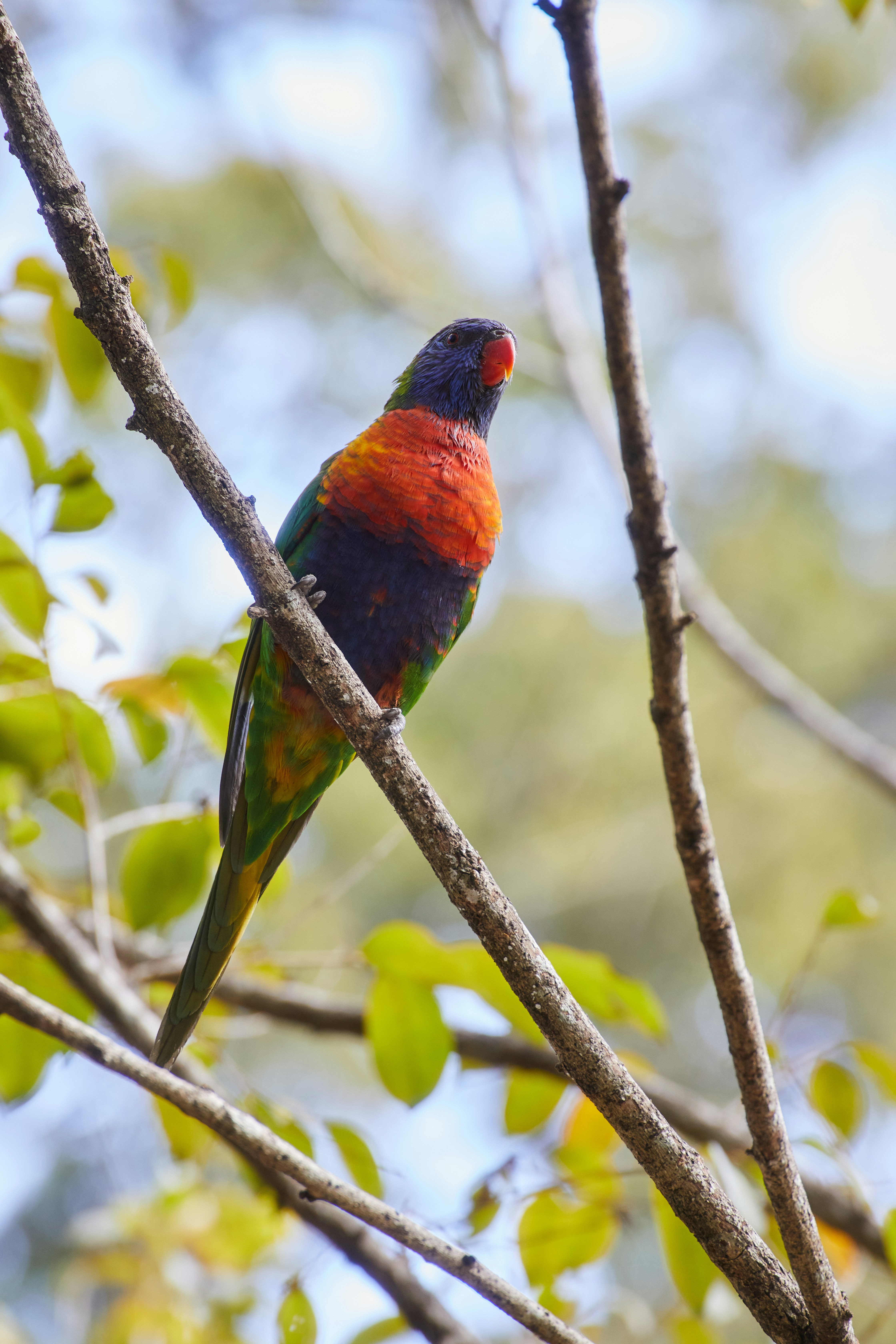 Rare bird species spotted in rainforest